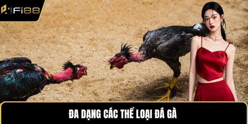 Đa dạng các thể loại đá gà 