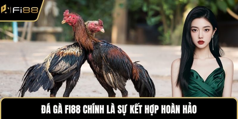 Đá gà FI88 chính là sự kết hợp hoàn hảo