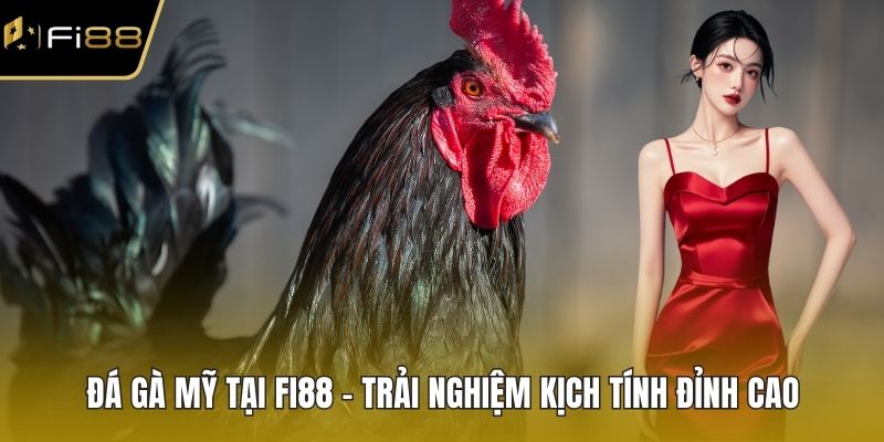Đá Gà Mỹ