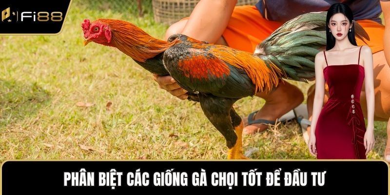 Phân biệt các giống gà chọi tốt để đầu tư